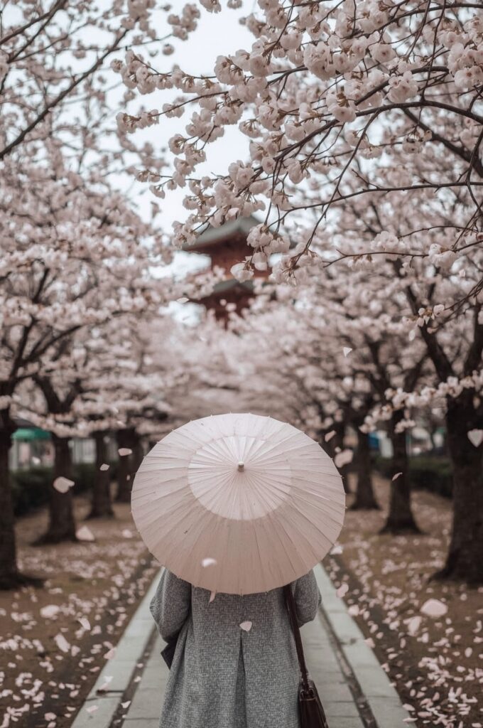 Experience Cherry Blossoms in Japan